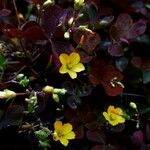 Oxalis corniculata 花