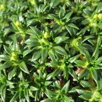 Azorella monantha Other