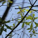 Quercus laurifolia Blad