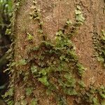 Trichomanes erosum Hábito