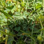 Alchemilla monticola Blatt