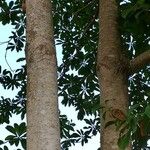 Terminalia myriocarpa പുറംതൊലി