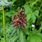 Pedicularis recutita Цветок