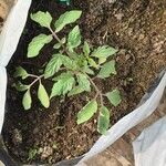 Solanum lycopersicum Листок