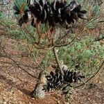 Pinus parviflora Fruit