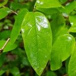 Lonicera canadensis Leaf