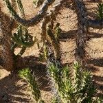 Austrocylindropuntia cylindrica Vekstform