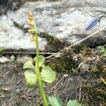 Botrychium lunaria Habit