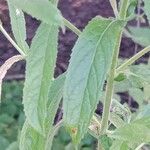 Epilobium hirsutum Blatt