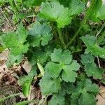 Ranunculus tuberosus Folha