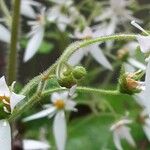 Saxifraga stolonifera Frugt