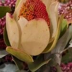 Leucadendron salignumBloem