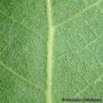 Quercus engelmannii Leaf