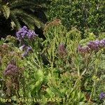 Limonium brassicifolium Хабит