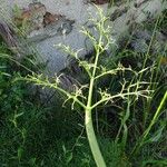 Ferula communis Folla