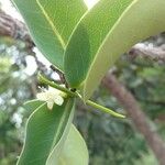 Erythroxylum coca ഫലം