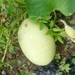 Lagenaria siceraria Fruit