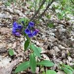 Pulmonaria mollis List