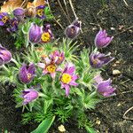 Pulsatilla chinensis Habit