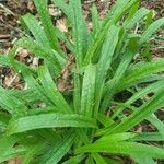 Carex plantaginea 叶