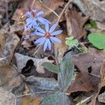 Symphyotrichum oolentangiense Kwiat