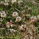 Trifolium occidentale ശീലം