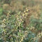 Ambrosia tenuifolia Flor