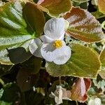 Begonia cucullata Flors