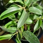 Ficus benjaminaList