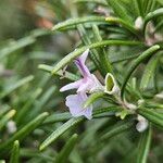 Salvia jordanii Kwiat