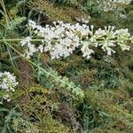 Buddleja albiflora Květ
