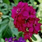 Matthiola incana പുഷ്പം