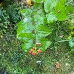 Hypericum androsaemum Blad