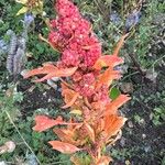 Chenopodium quinoaफूल