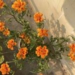 Tagetes lunulata Blad