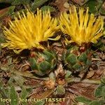 Centaurea acaulis Blomst