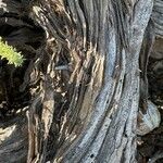 Adenocarpus viscosus Bark