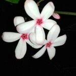 Ochrosia borbonica Flor