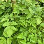 Astilbe rubra Blad