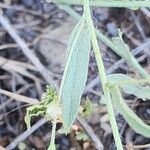 Convolvulus prostratus পাতা