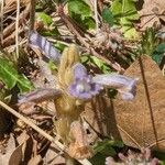 Orobanche ramosa ফুল