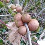 Ungnadia speciosa Fruit