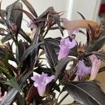 Strobilanthes anisophylla 花