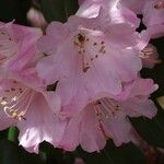 Rhododendron vernicosum Fiore