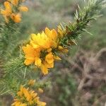 Ulex gallii Flor