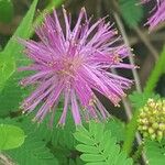 Mimosa quadrivalvis Flower