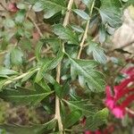 Cantua buxifolia Leaf