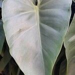 Philodendron hederaceum Fuelha