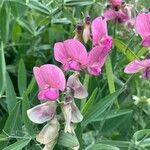 Lathyrus latifolius Blodyn