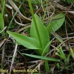 Herminium monorchis Habitat